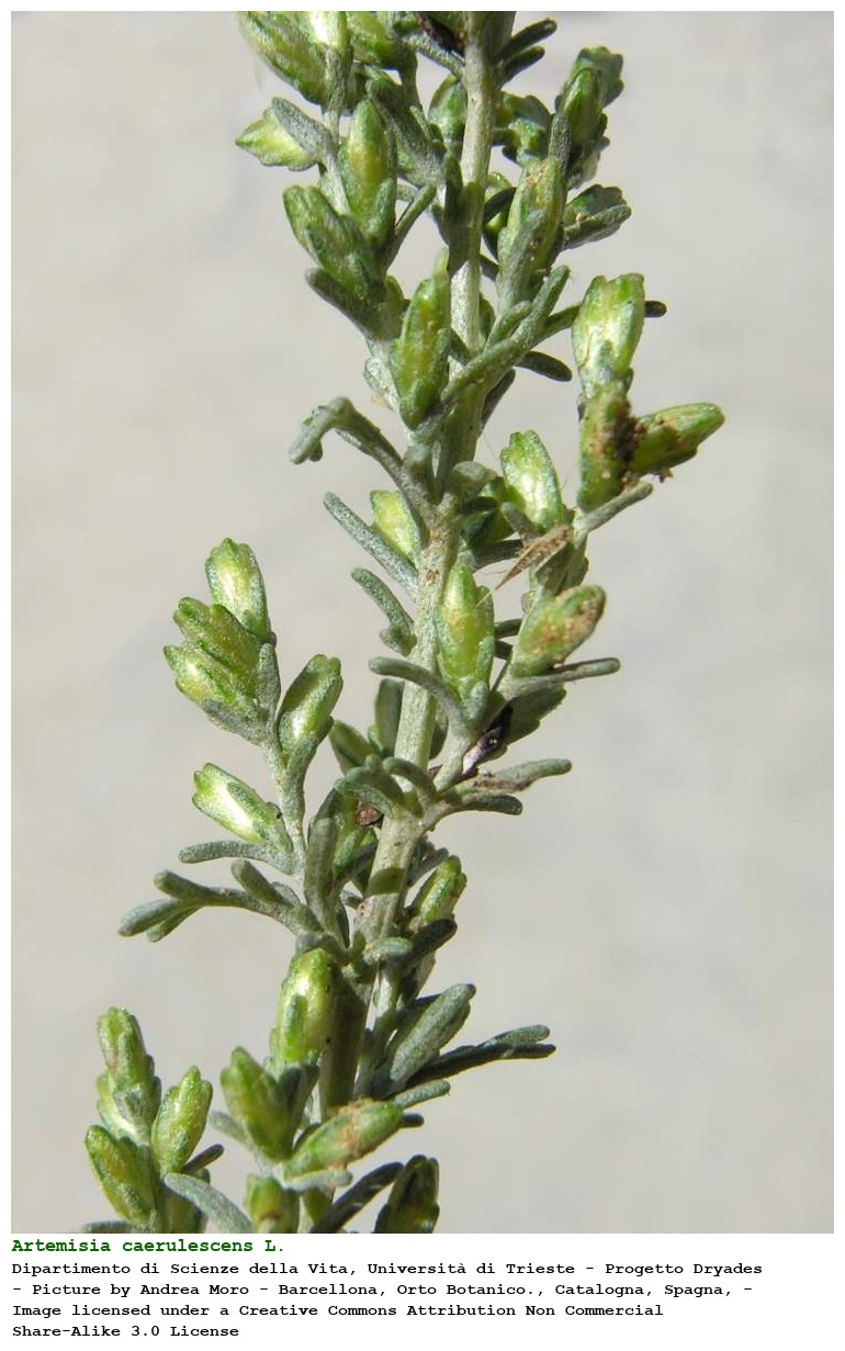 Artemisia caerulescens L.